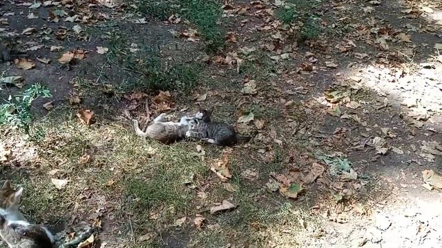 😄😸Funny CAT play / Котики играют смотреть онлайн