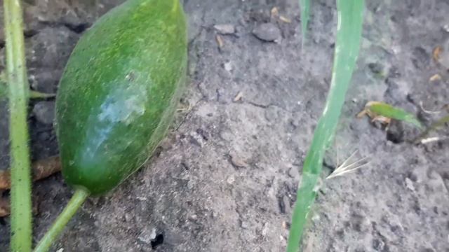 Шо у мене на городі та з чого я варю варення?!🌻 смотреть онлайн