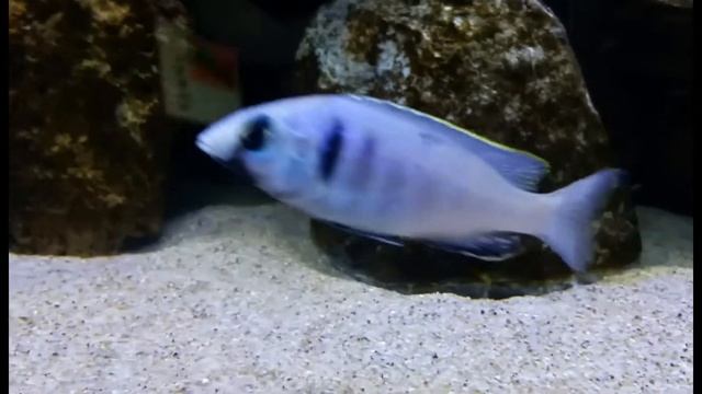 Placidochromis Electra (Deepwater hap ) смотреть онлайн