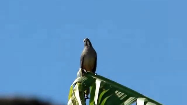 Saltator coerulescens смотреть онлайн
