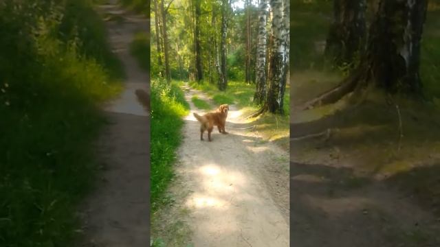 ворон смотреть онлайн