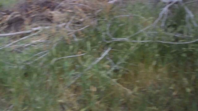 Купил трактор Т-16 / Корчёвка поля / Малыш трудится. смотреть онлайн