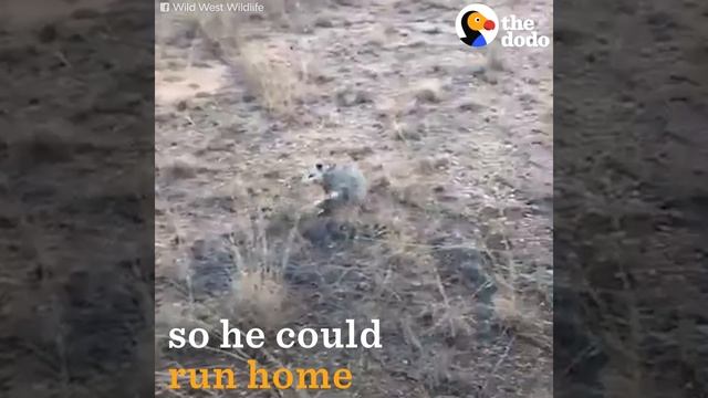 People Find Opossum Tangled In Trash And Know Just What To Do смотреть онлайн