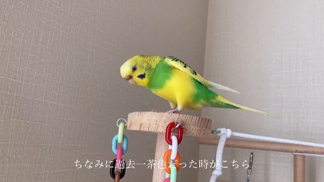 セキセイインコの発情期対策（♀） смотреть онлайн