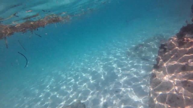 Тарпон атлантический!