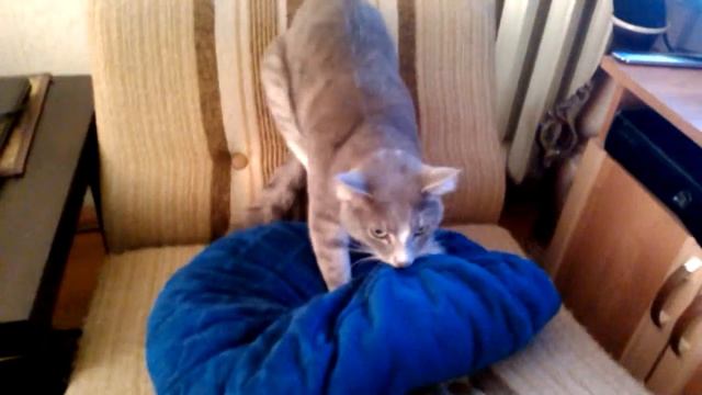 Кот кайфует смотреть онлайн