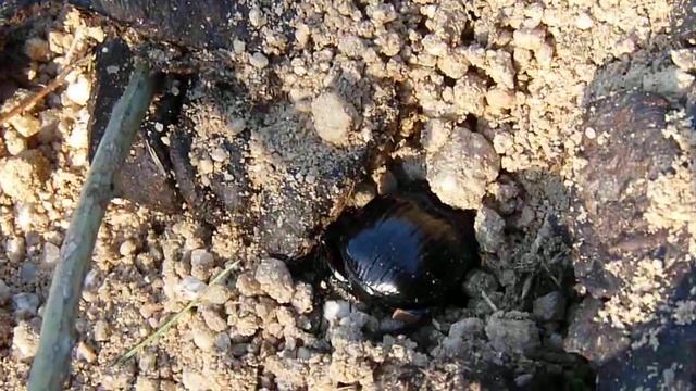 P1120786 scavo copris смотреть онлайн