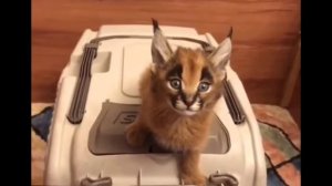 Маленький шлёпа кричит старыми мемами.