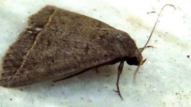 Genus Loxioda Moth смотреть онлайн