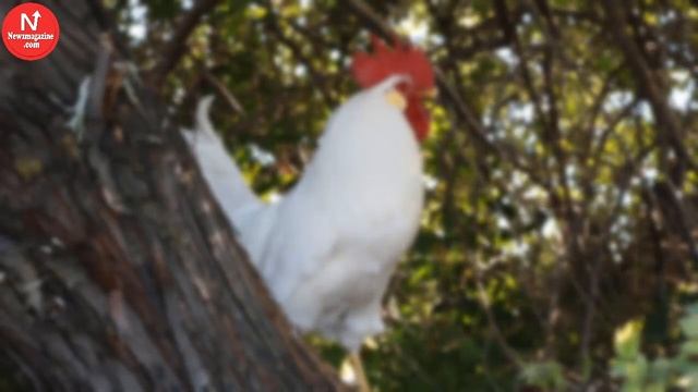 Rooster Shows Up At Auto Shop One Day And Decides He Works There Now смотреть онлайн