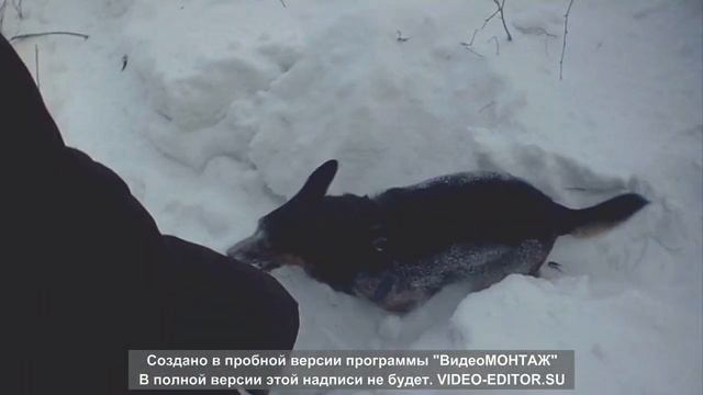 В тайге на прогулке нашли собаку смотреть онлайн