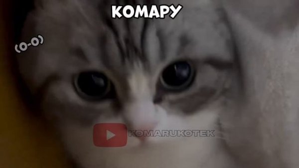 ПЕСНЯ ПРО КОМАРУ! by Komaru