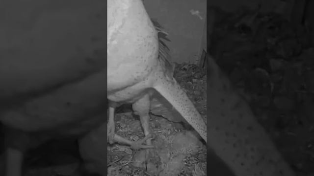 Short: Crazy!! barn owl female protect nestlings and attacks owl intruder смотреть онлайн