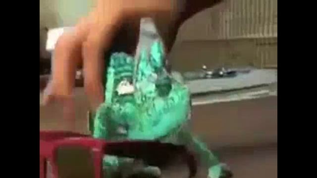 Хамелеон маскируется смотреть онлайн
