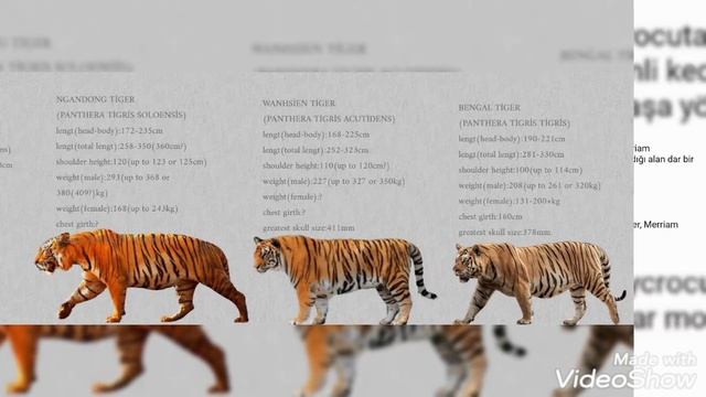 Ngandong Tiger (Panthera Tigris Soloensis) смотреть онлайн