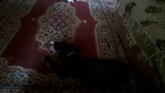 Собака Дон-пожиратель штанов.18 серия смотреть онлайн