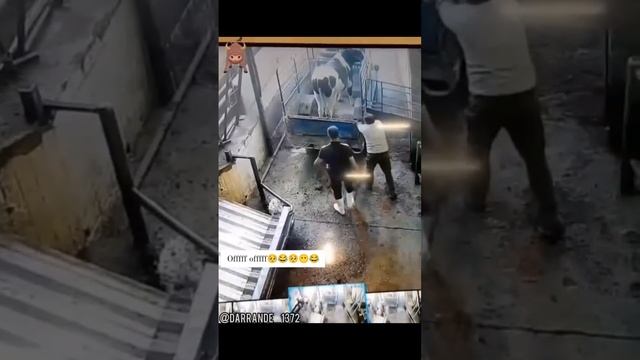 букани тепкиси смотреть онлайн