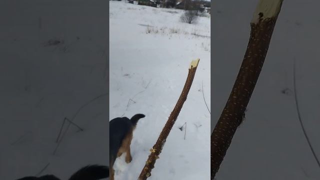 Последние дни зимы , прогулка. смотреть онлайн