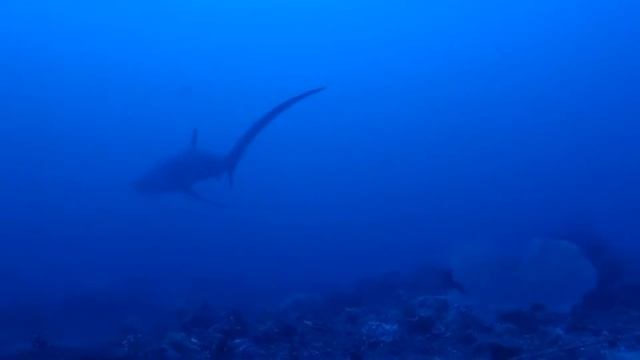 Thresher Shark Encounter in Malapascua Island смотреть онлайн