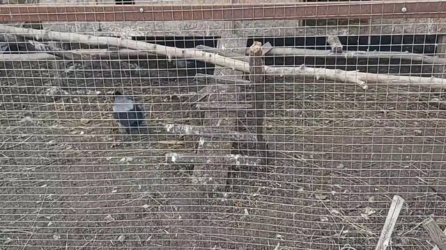 Серенькие Воронки 24 04 21 г смотреть онлайн