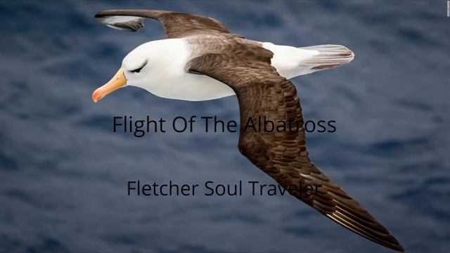 Flight Of The Albatross смотреть онлайн