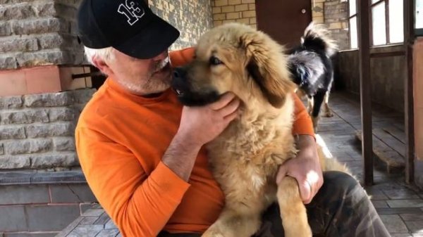 Тибетскому мастифу Гоше 8 месяцев