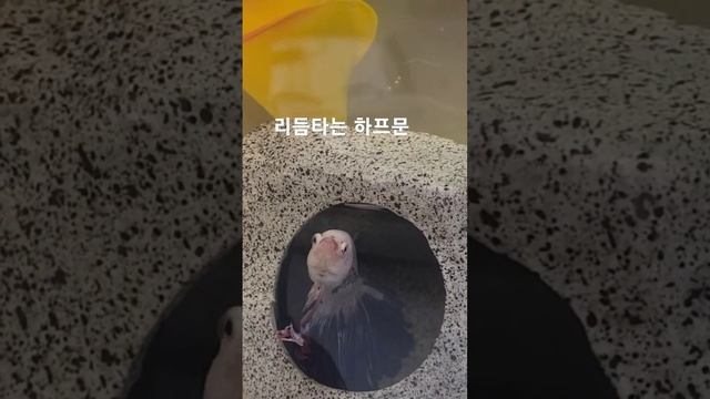 원투~ 원투쓰리 렛츠고~~♡ #베타 #하프문 #귀여워 #cute #리듬타는 смотреть онлайн