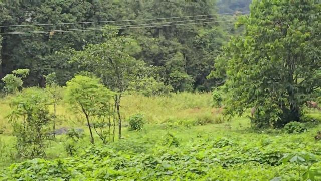 Our stay in Periyar Tiger Reserve with beautiful wildlife sightseeing | Aranya Nivas | Jungle Resor смотреть онлайн