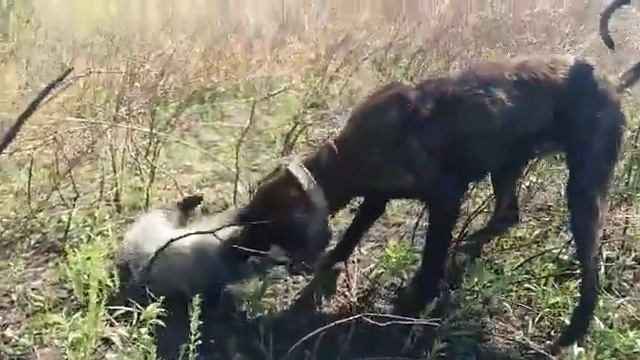 Коянды үстаған ит 🐕###4 смотреть онлайн