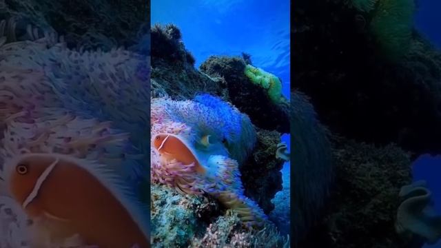 Ep:4Natural seabed landscape смотреть онлайн