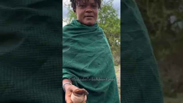 Snails are great source of protein for Hadzabe Tribe while living in the forest смотреть онлайн