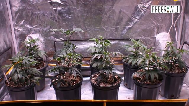 03-01-2015 GrowBlu 240x3 LED Veg Tent Update смотреть онлайн