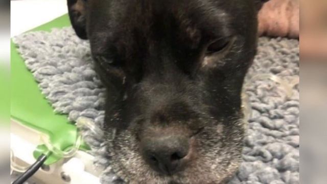 Собачка умирала от инфекции в лапке.. Она была рада, что ее спасли! смотреть онлайн