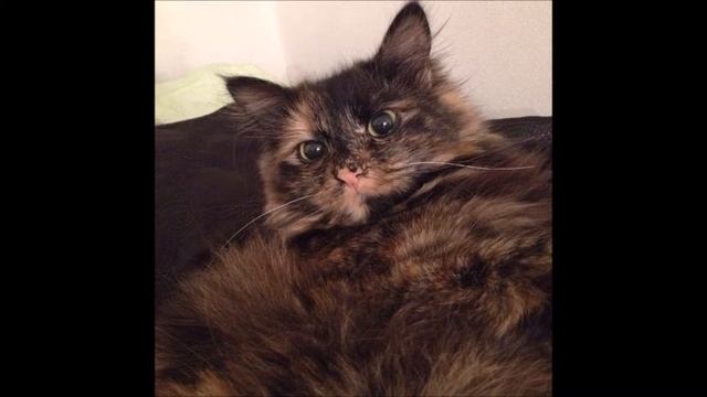 Няшное селфи котов! смотреть онлайн