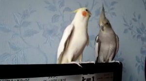 Попугай корелла разговаривает. Кеша :)