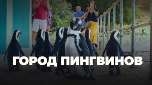 Город пингвинов - 1 сезон 1 серия / Penguin Town