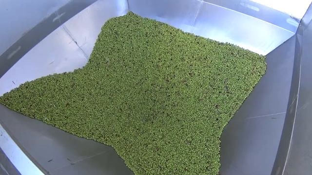 Palacio Marques de Viana premium Blend olive oils смотреть онлайн