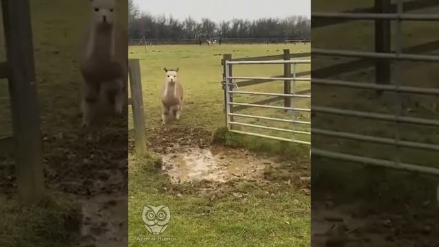 Позирующие альпаки. смотреть онлайн