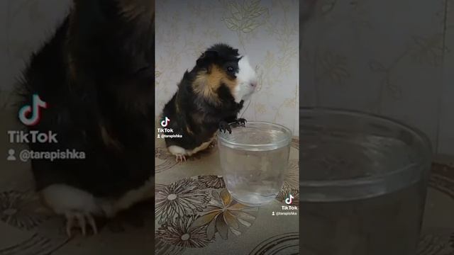 Морская свинка. Guineapig-349. смотреть онлайн