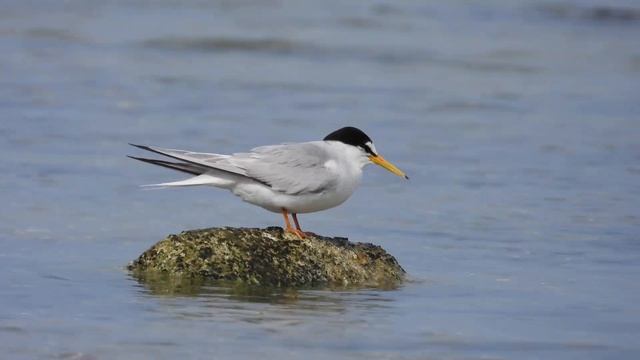 Little Tern, Fraticello (Sternula albifrons) смотреть онлайн