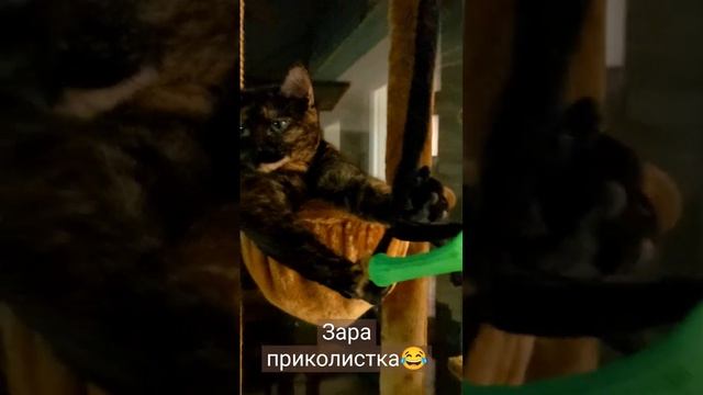 черепаховая кошка Зара ,приколистка😂 смотреть онлайн