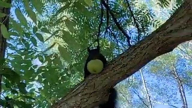 Just a black squirrel//Чёрная белка смотреть онлайн