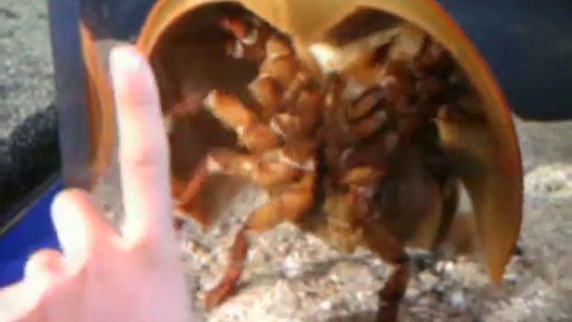 HORSESHOE CRAB IN AQUARIUM смотреть онлайн
