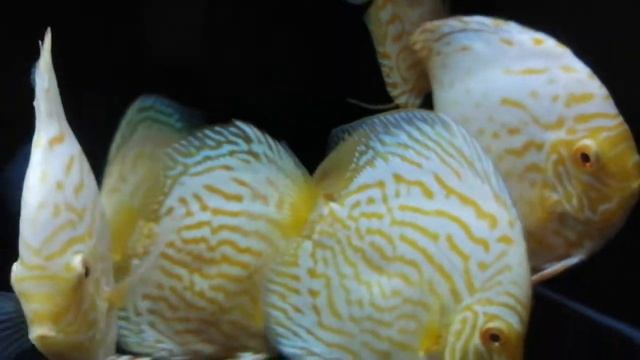 Discus Albinos Turquoise in black tank смотреть онлайн