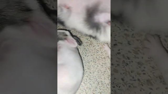 Kelinci & bebek, anak ayam🐥 смотреть онлайн