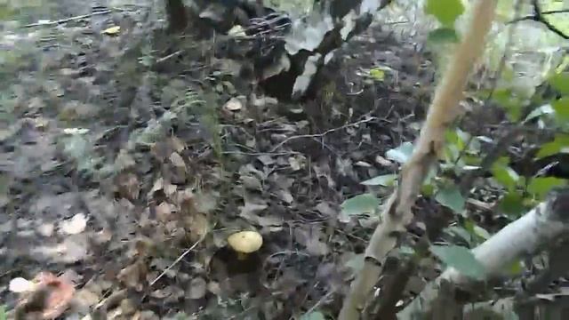 Собираем грибы в лесу. Отличная грибалка! смотреть онлайн