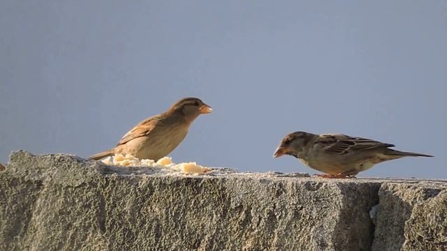 Italian Sparrow, Passera d'Italia (Passer italiae) смотреть онлайн