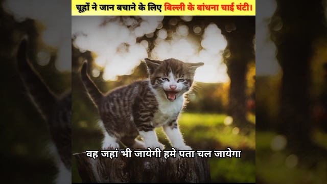 चूहों ने जान बचाने के लिए बिल्ली के गले में घंटी बांधना चाई।😮#shorts #youtubeshorts смотреть онлайн