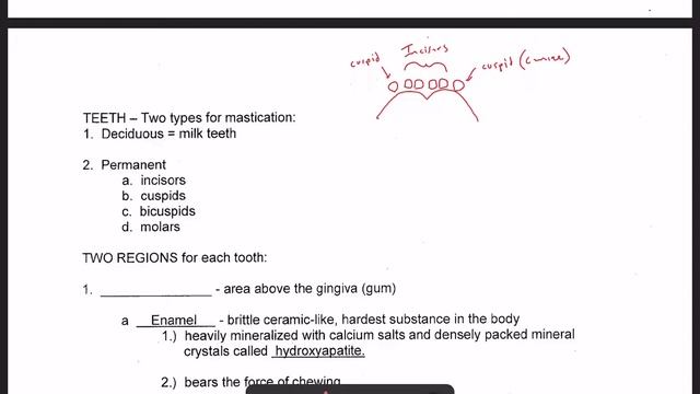 BI 152: The Digestive System 2 смотреть онлайн
