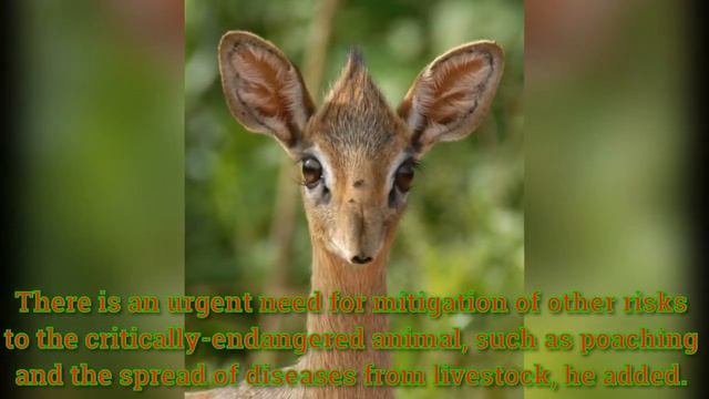 Mystery deepens over mass die-off of antelopes смотреть онлайн